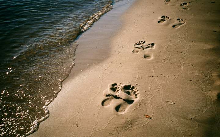 Life Lessons from Hebrews: Enoch