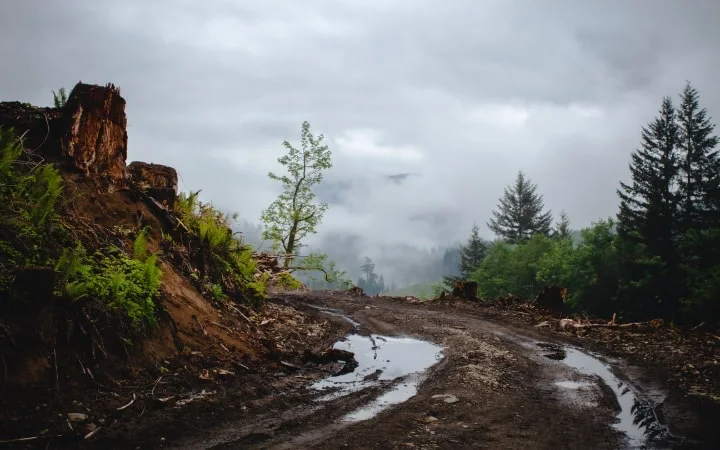 Rolling in the mud again: The sad reality of falling away from the faith