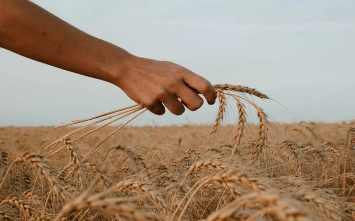 The wheat and the tares: Stop interfering in God's work